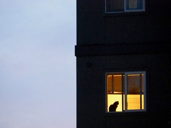 Cat silhouetted in window