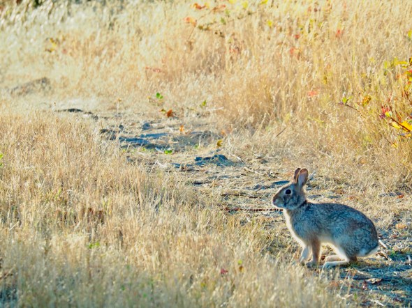 Rabbit amidst golden grasses