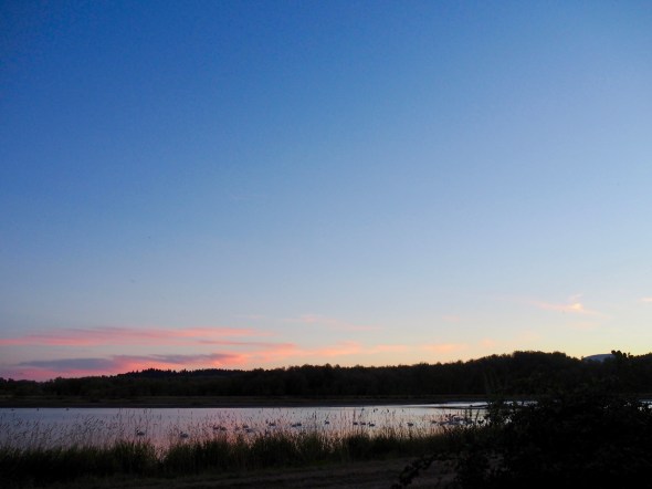 birds in marsh after sunset with pink clouds