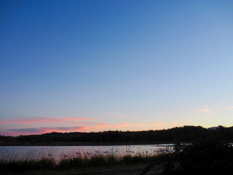 birds in marsh after sunset with pink clouds