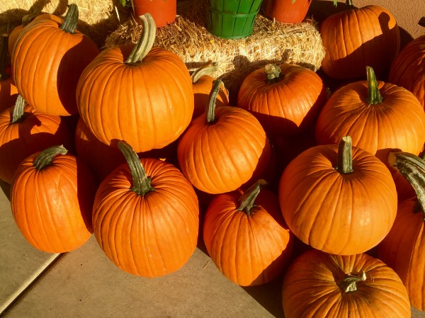 pumpkins piled up