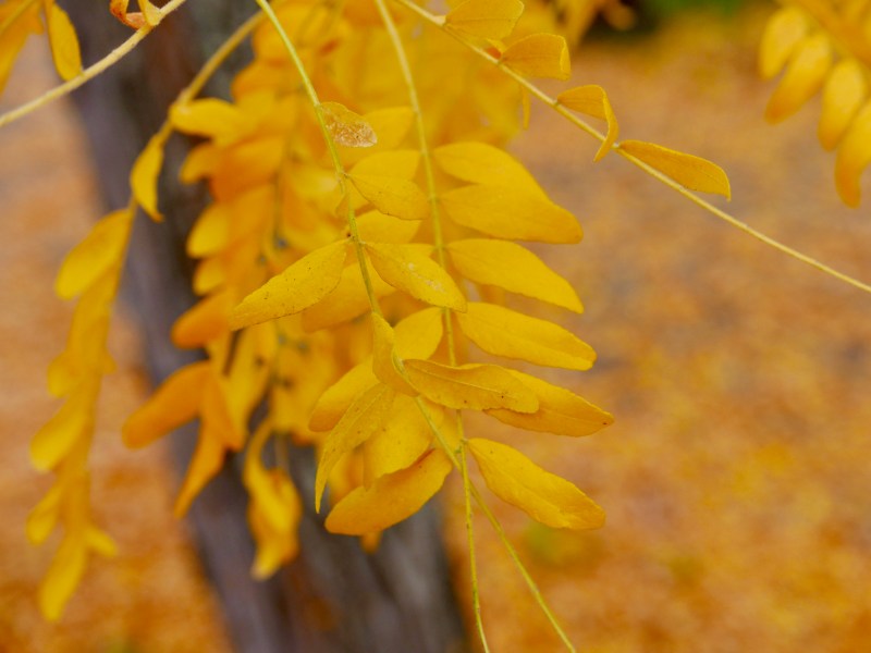 Small yellow leaves