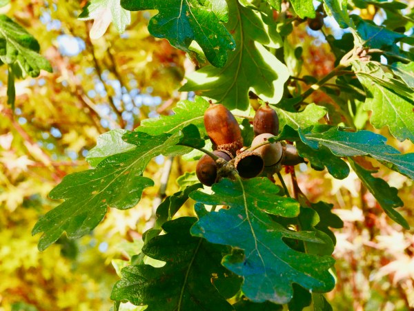 Oak leaves and acorns