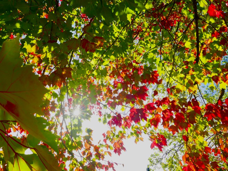 Red and green maple leaves and starburst sun