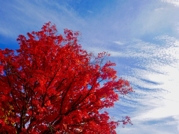Brilliant red sugar maple tree and blue sky