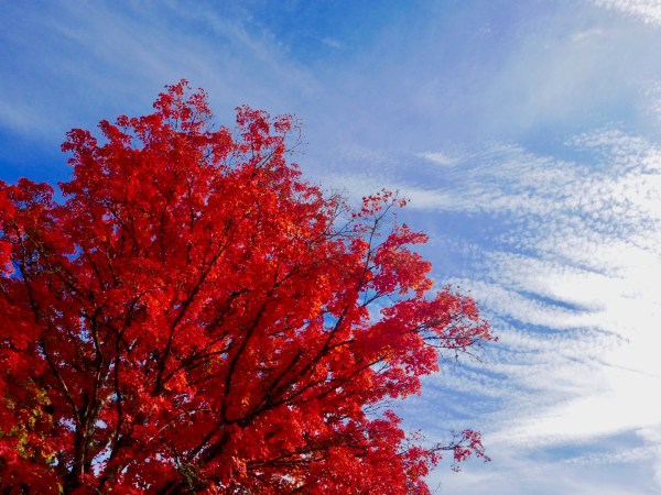 Brilliant red sugar maple tree and blue sky