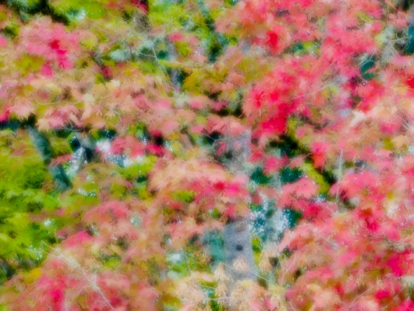 Abstract of red and green sugar maple leaves