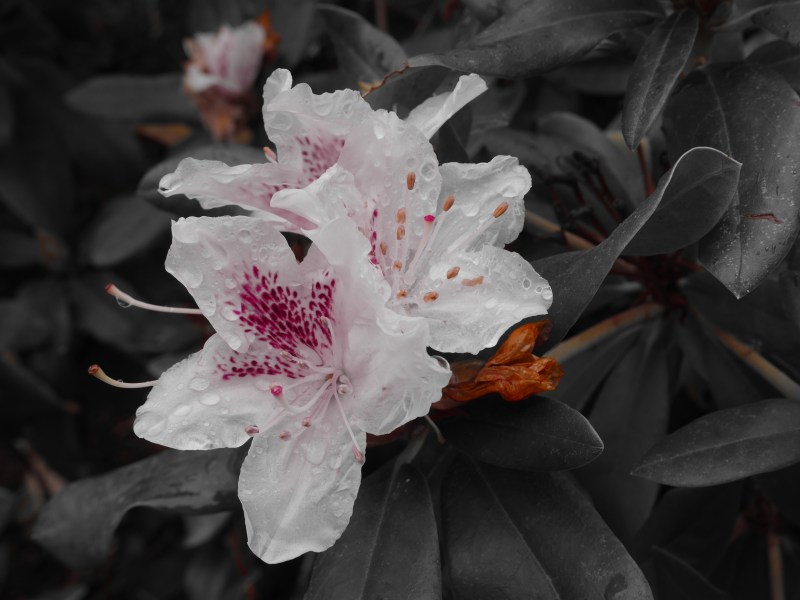 White rhododendron blossoms with pink accents