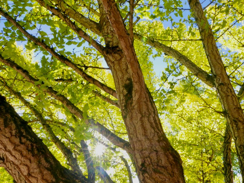 Ginkgo tree and sunburst