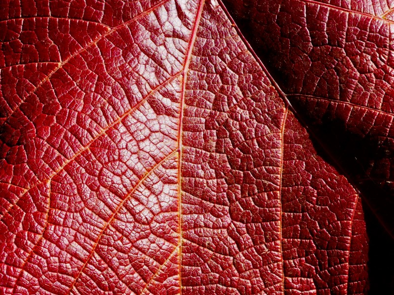 Deep red grape leaf with prominent veins