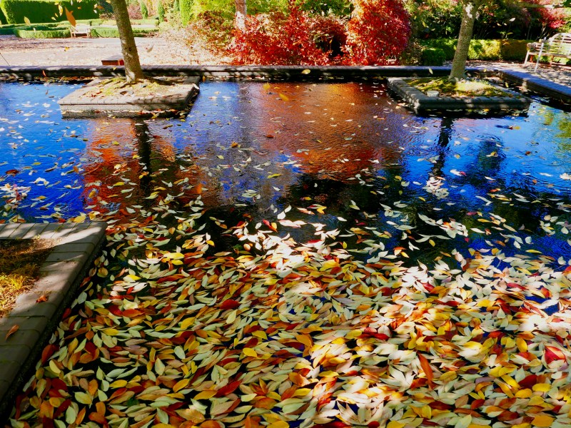 Colorful autumn leaves and orange reflections in pool