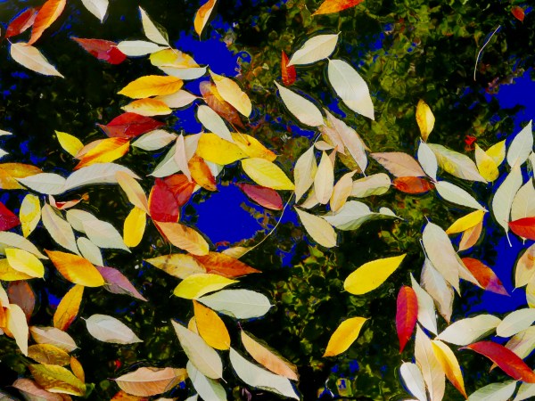 Autumn leaves floating in pool with reflections of blue sky and green foliage
