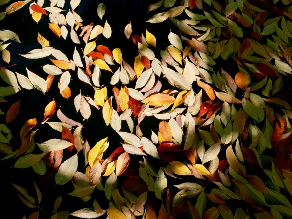 Yellow, orange and white leaves in black water