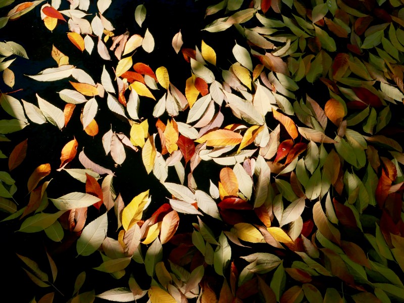 Yellow, orange and white leaves in black water