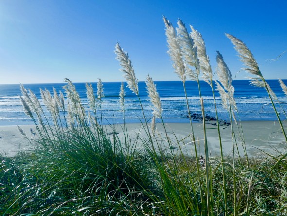 Grasses, blue sky, beach and ocean