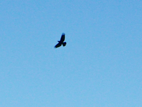 crow soaring in blue sky