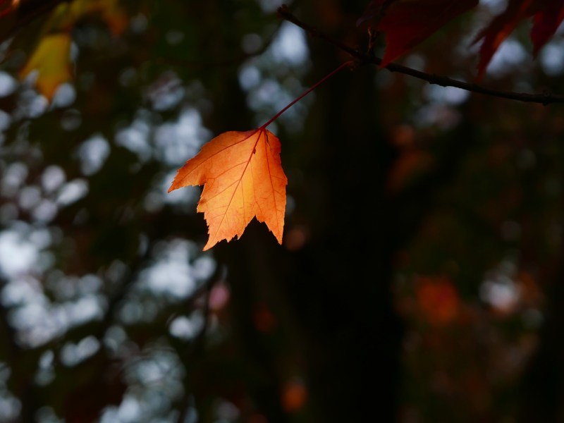 orange maple leaf