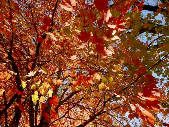 Red maple leaves and branches in late afternoon sunlight
