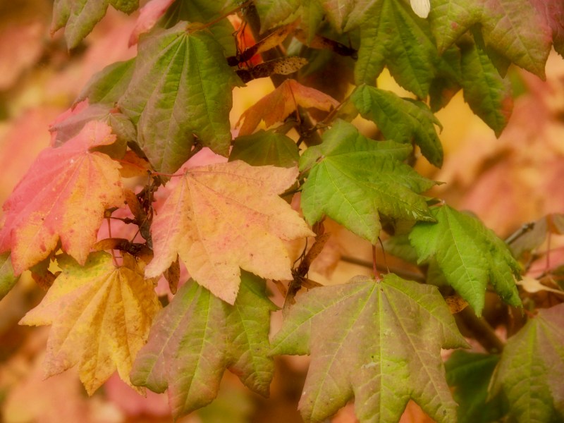 Vine maple leaves in autumn