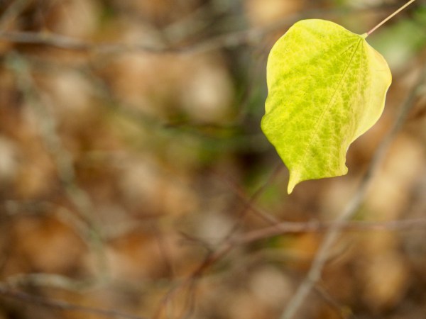 Yellow and green leaf hanging