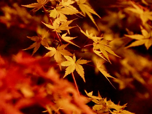 Yellow maple leaves at night