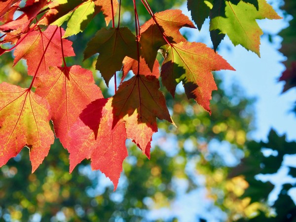red and green maple leaves