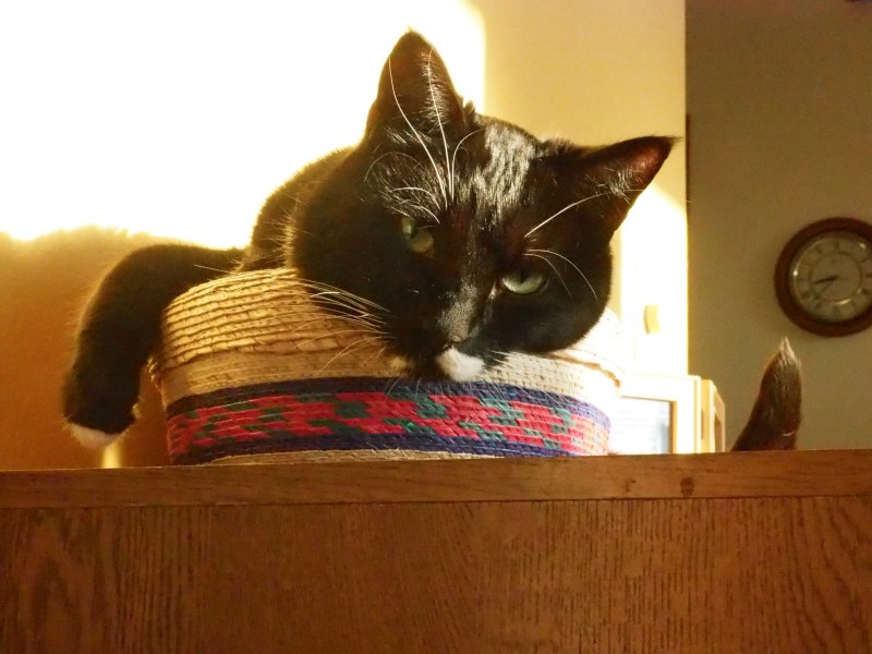 Black-and-white tuxedo cat