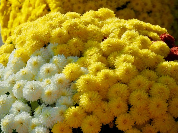 Yellow and white mums with a few red ones