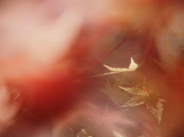 Soft yellow Japanese maple leaves