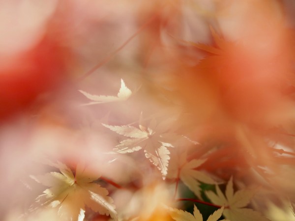 Yellow maple leaves and soft orange blur