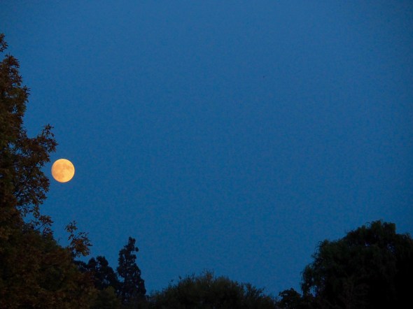 Yellow full moon rising above silhouetted trees