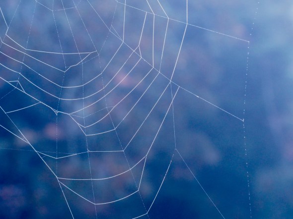 Spiderweb