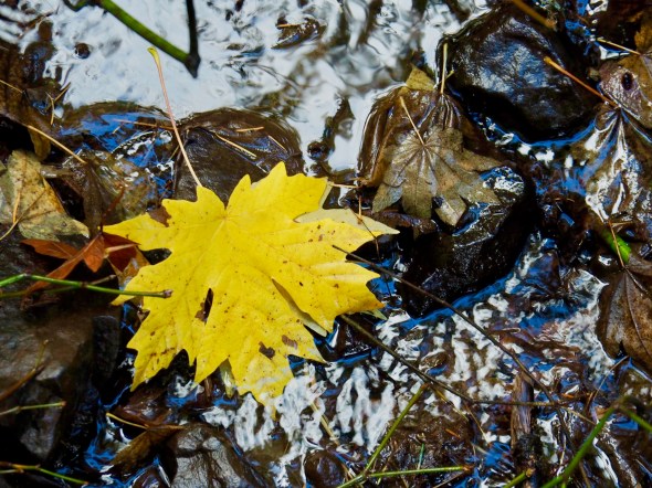 Yellow maple leaf in smaill stream
