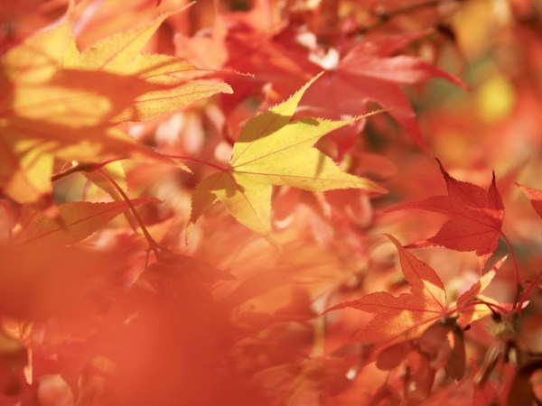 Yellow and orange Japanese maple leaves