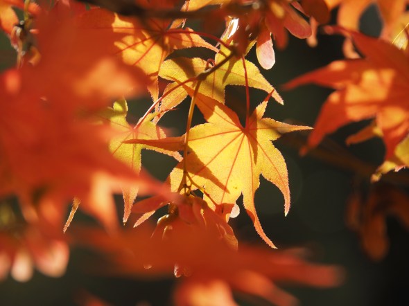Orange Japanese maple leaves backlit by sun