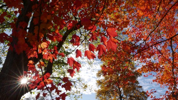 Red maple leaves backlit by sunburst