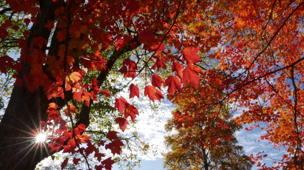 Red maple leaves backlit by sunburst