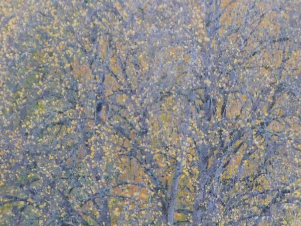 Tree trunks, branches and yellow leaves