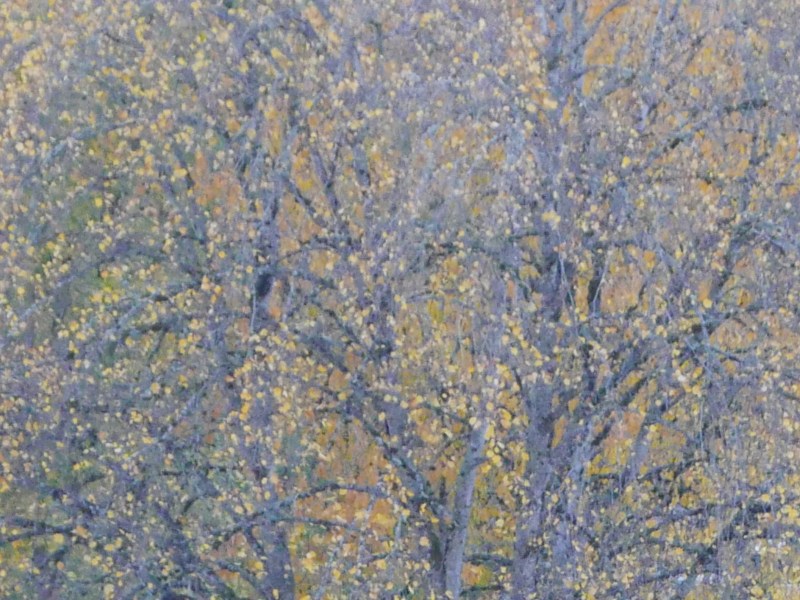 Tree trunks, branches and yellow leaves