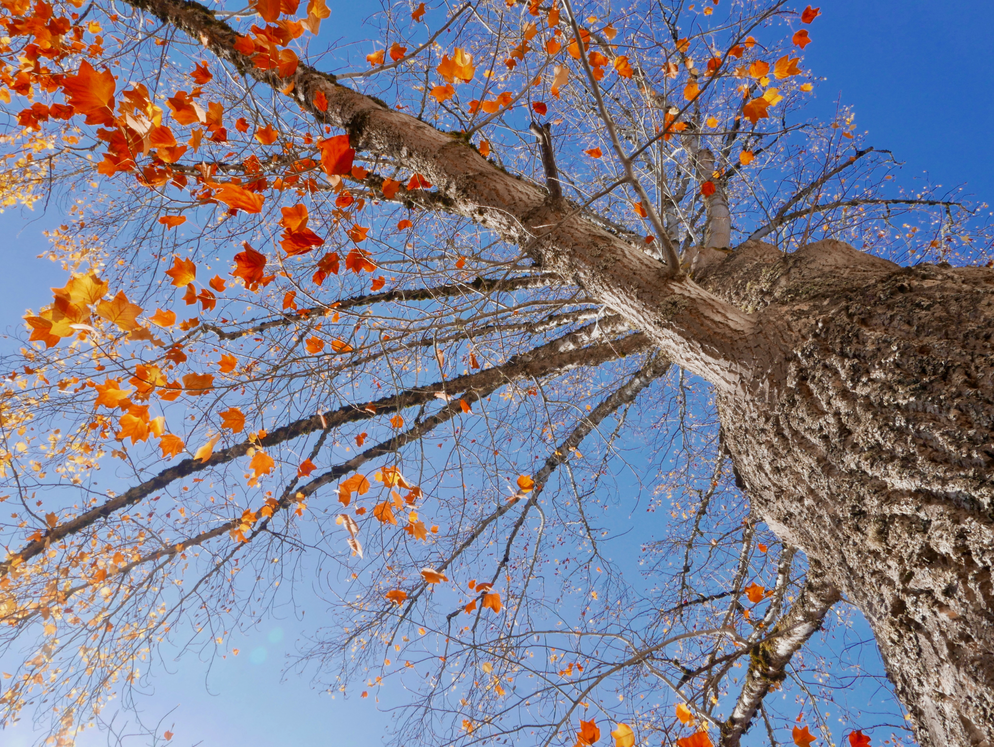 Orange and yellow poplar leaves, branches and tree trunk and blue sky