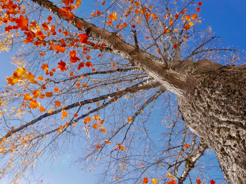 Orange and yellow poplar leaves, branches and tree trunk and blue sky