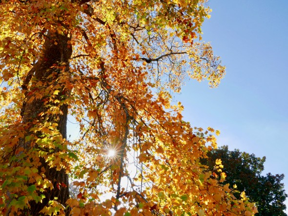 Sunburst through golden leaves of big tree
