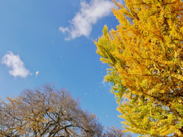 Blue sky, bare tree and many yellow leaves falling from large ginkgo tree