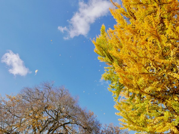 Blue sky, bare tree and many yellow leaves falling from large ginkgo tree