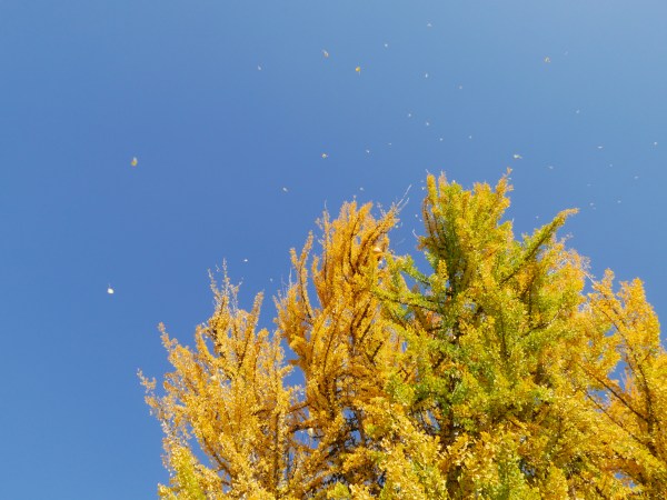 Yellow ginkgo tree with leaves flying in blue sky