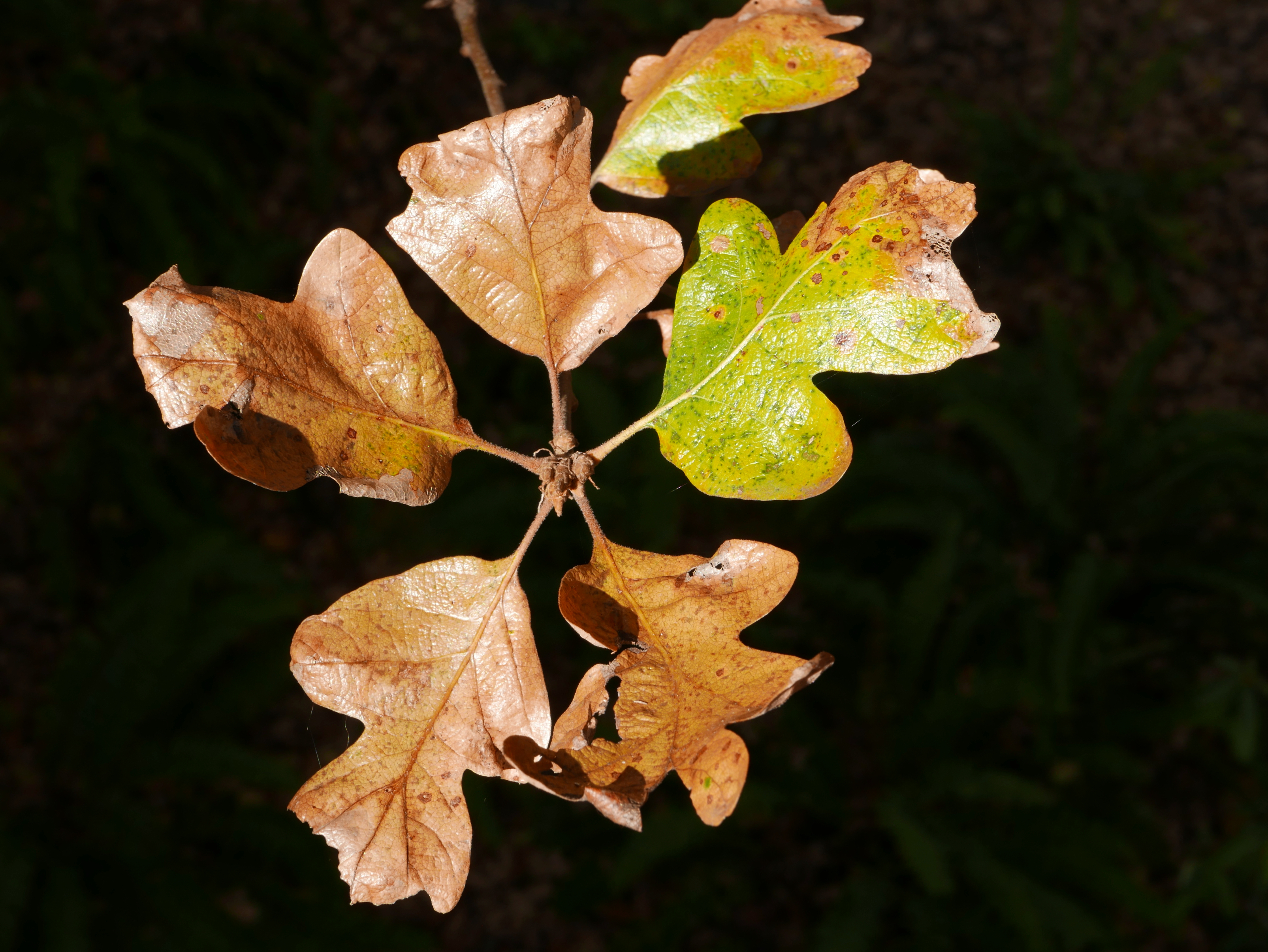 Brown and green oak leaves