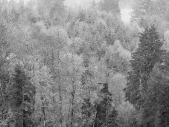 snowy-looking black & white forest