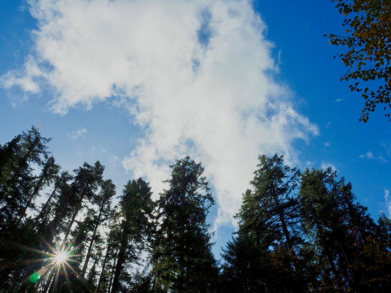 Douglas-firs silhouetted against blue sky with sunburst