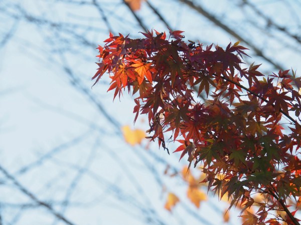 Orange and green maple leaves on diagonal branches