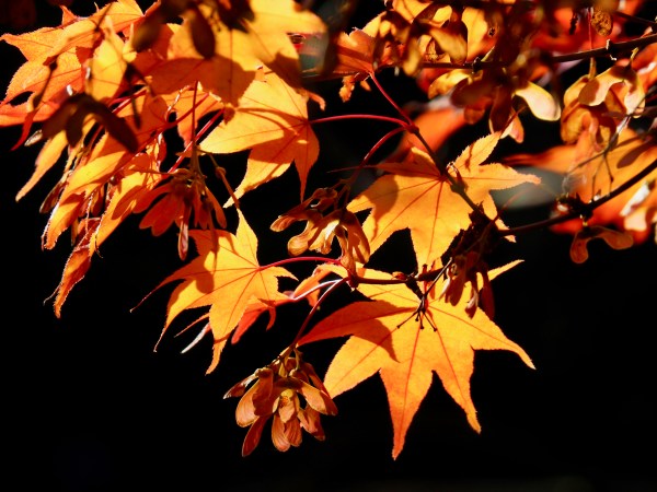 Orange Japanese maple leaves and samaras with black background